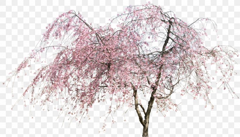 Tree Shrub Clip Art, PNG, 1024x588px, Tree, Blossom, Branch, Chart, Cherry Blossom Download Free