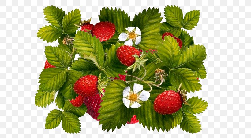Wild Strawberry Auglis Clip Art, PNG, 604x453px, Strawberry, Auglis, Berry, Food, Fragaria Download Free
