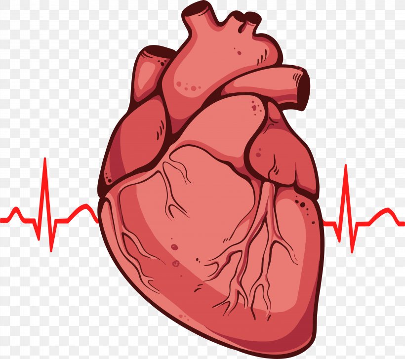 Heart Drawing Anatomy Diagram Clip Art, PNG, 4456x3951px, Watercolor, Cartoon, Flower, Frame, Heart Download Free