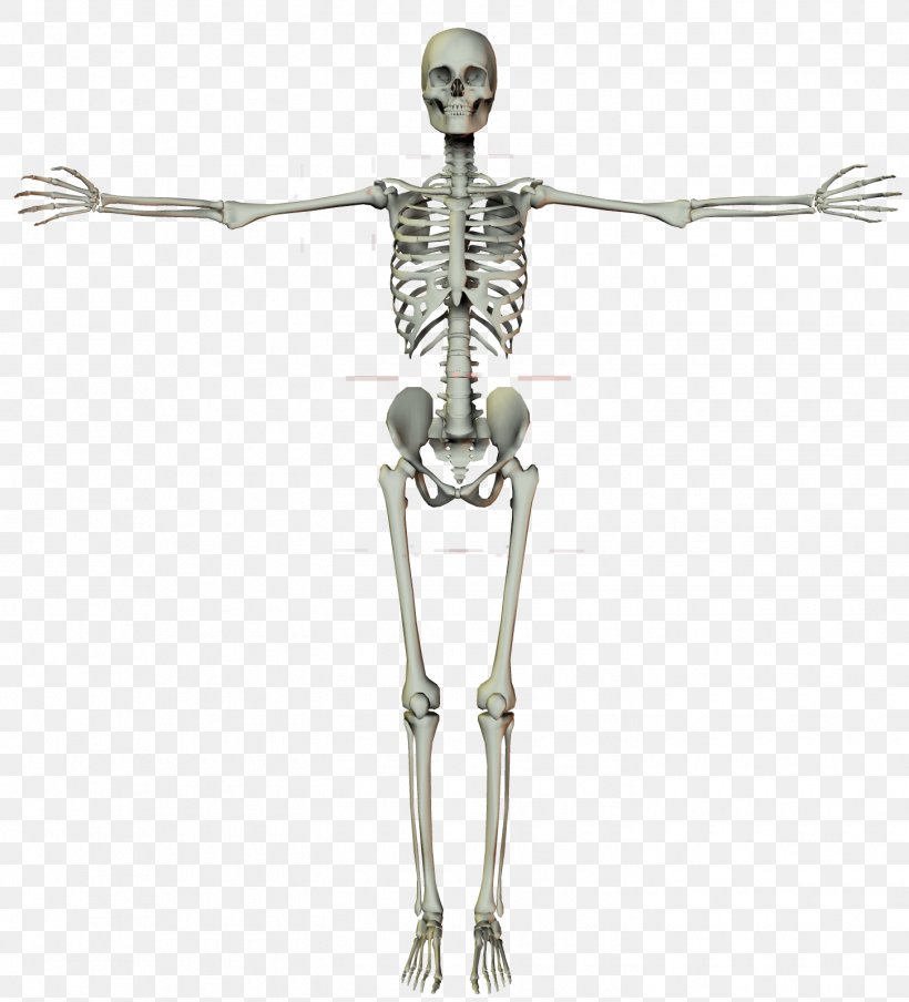 Homo Sapiens Human Skeleton Bone, PNG, 1450x1600px, Homo Sapiens, Body, Bone, Human, Human Body Download Free