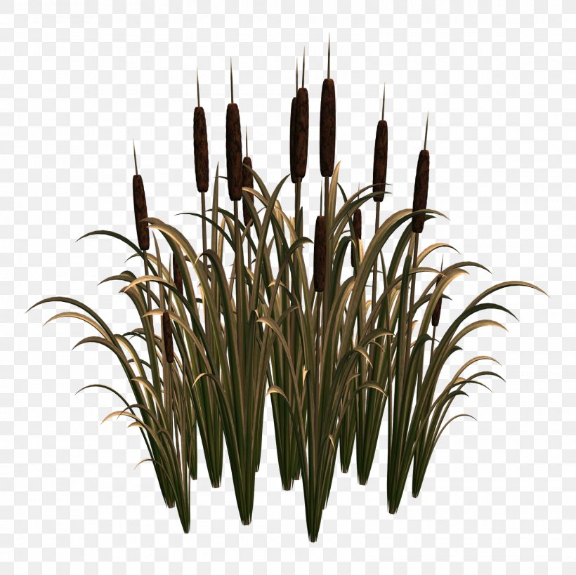 Scirpus Common Reed Clip Art, PNG, 1600x1600px, Scirpus, Aquatic Plants, Cattail, Commodity, Common Reed Download Free