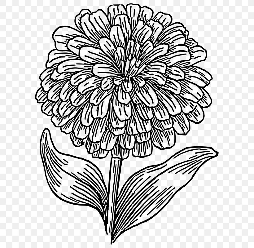 Zinnia Elegans Clip Art, PNG, 615x800px, Zinnia Elegans, Art, Artwork, Black And White, Chrysanths Download Free