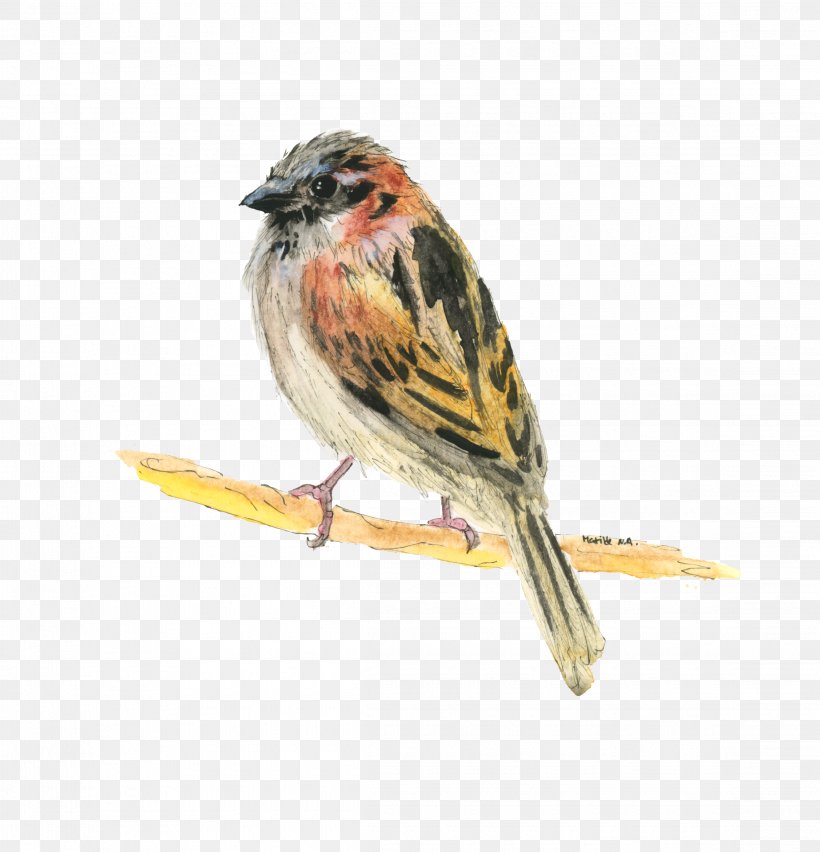 House Sparrow Bird Ortolan Bunting Lark, PNG, 2295x2385px, House Sparrow, Animal, Beak, Bird, Bunting Download Free