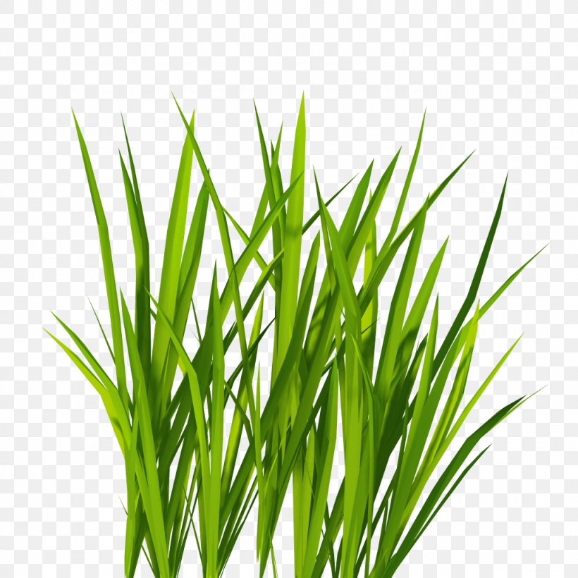 Lawn Icon, PNG, 1024x1024px, Image File Formats, Chrysopogon Zizanioides, Commodity, Dots Per Inch, Grass Download Free
