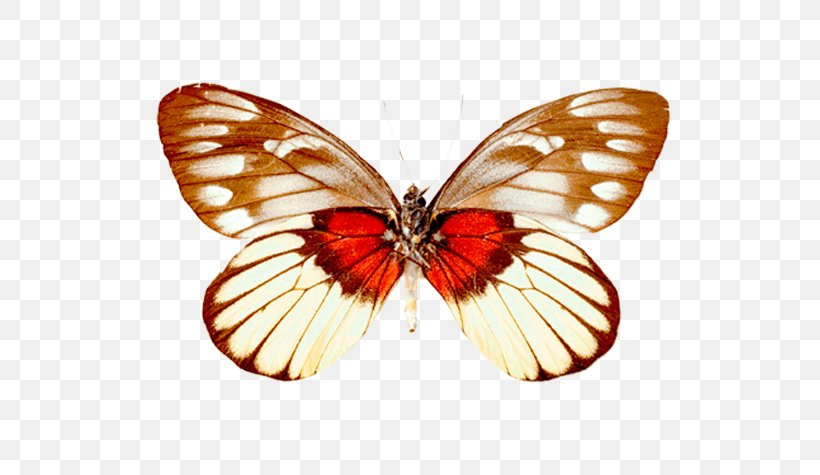 Monarch Butterfly Pieridae Moth Gossamer-winged Butterflies, PNG, 574x475px, Monarch Butterfly, Arthropod, Brush Footed Butterfly, Brushfooted Butterflies, Butterfly Download Free