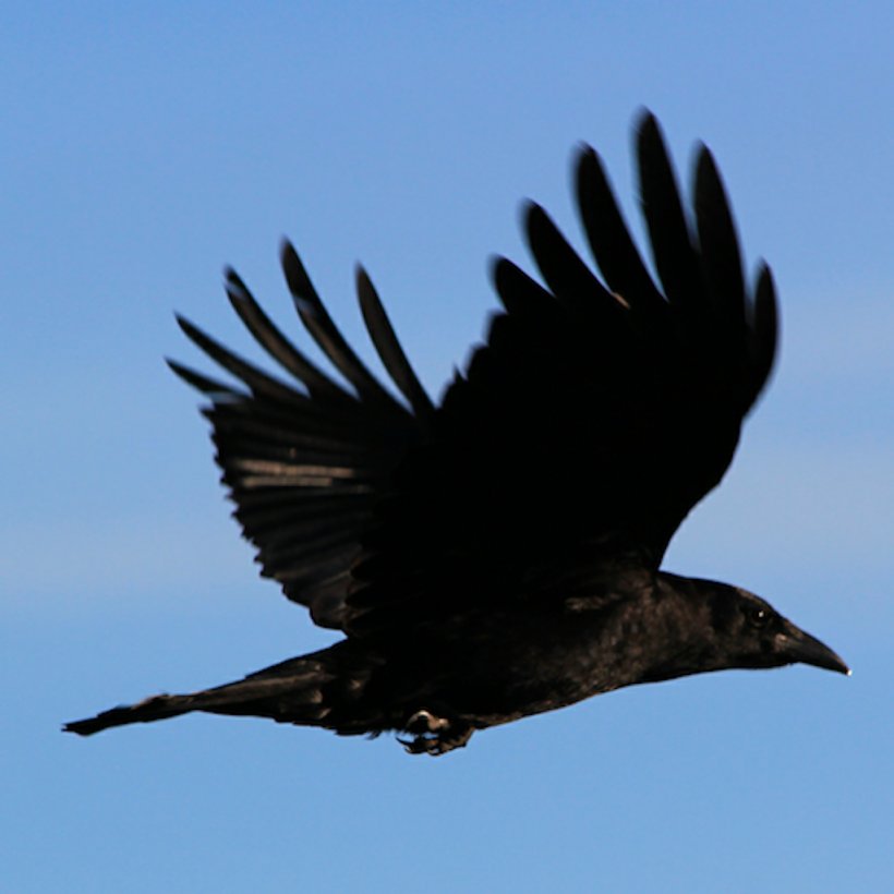 American Crow Hooded Crow Rook Common Raven Bird, PNG, 1024x1024px, American Crow, Accipitriformes, As The Crow Flies, Beak, Bird Download Free