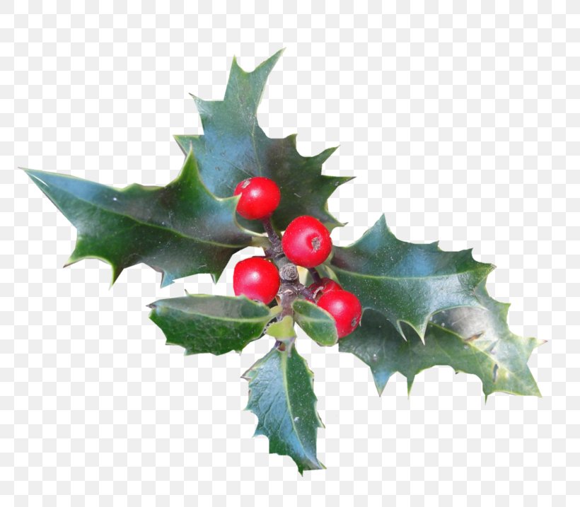 Clip Art Japanese Holly Common Holly Mistletoe, PNG, 800x717px, Japanese Holly, American Holly, Aquifoliales, Branch, Chinese Hawthorn Download Free