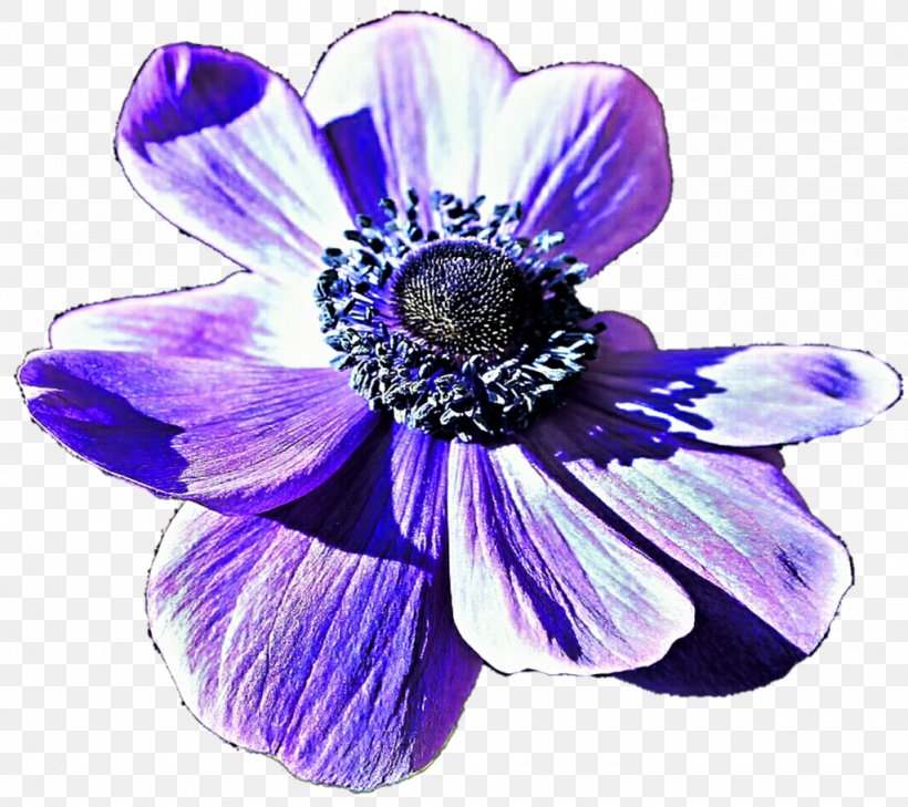 Flower Blue Violet Purple Lilac, PNG, 1024x911px, Flower, Anemone, Blue, Cobalt Blue, Cut Flowers Download Free