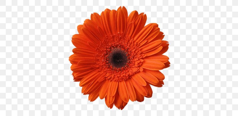 Flower Orange Common Daisy Gerbera Jamesonii Clip Art, PNG, 400x400px, Flower, Chrysanthemum, Chrysanths, Color, Common Daisy Download Free