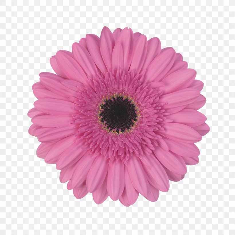 Flowers Background, PNG, 1181x1181px, Transvaal Daisy, Asterales, Barberton Daisy, Blue, Cut Flowers Download Free