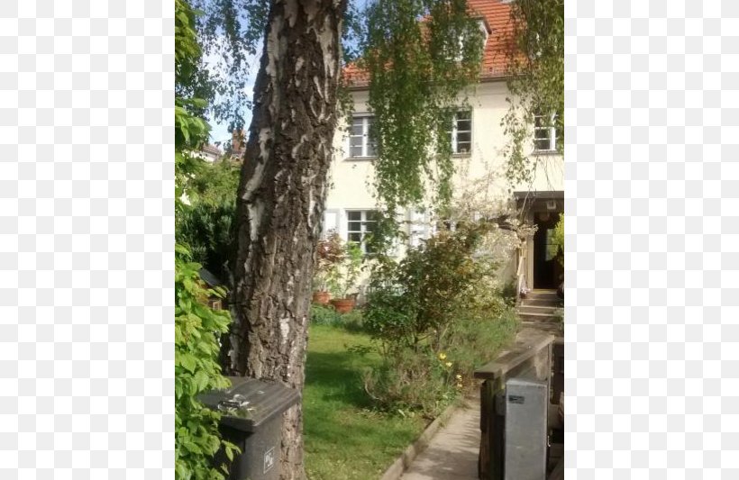 Property Tree, PNG, 800x533px, Property, Cottage, Facade, Flora, Grass Download Free