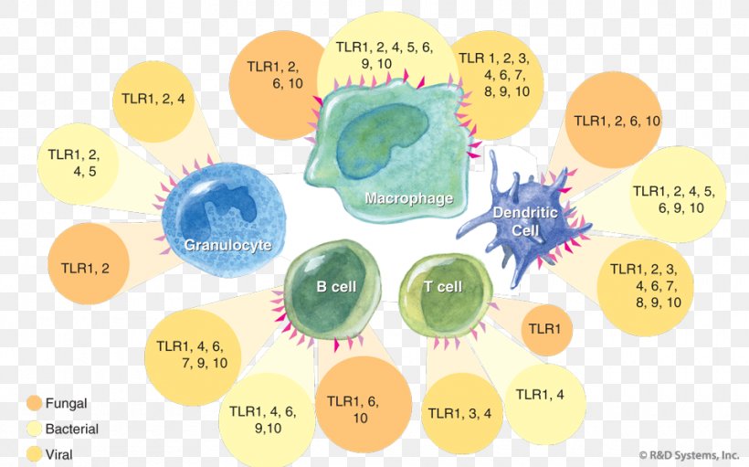 Toll-like Receptor Complement System Pattern Recognition Receptor Immunity, PNG, 960x599px, Tolllike Receptor, Bcell Receptor, Cell, Complement System, Dendritic Cell Download Free