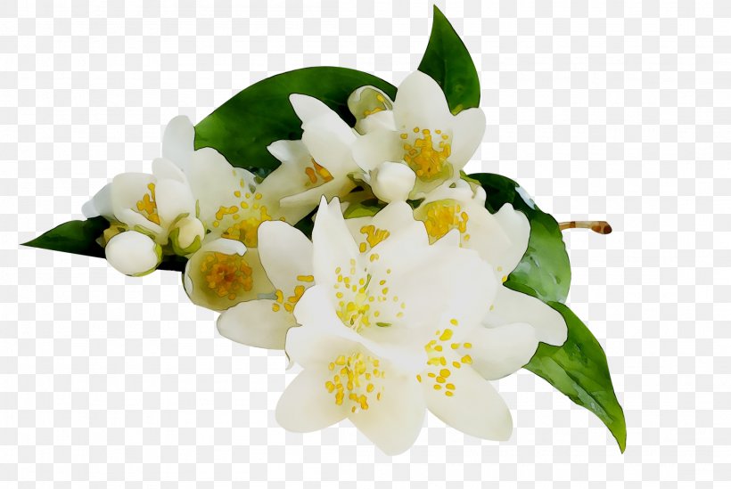 White Jasmine Essential Oil Shrub Aroma Nepal FM, PNG, 2206x1477px, White Jasmine, Aroma, Blossom, Cut Flowers, Essential Oil Download Free