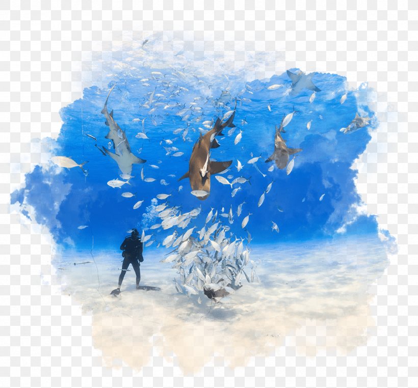 Bahamas Scuba Diving Underwater Diving Beach World, PNG, 1057x983px, Bahamas, Beach, Blue, Cloud, Dive Center Download Free