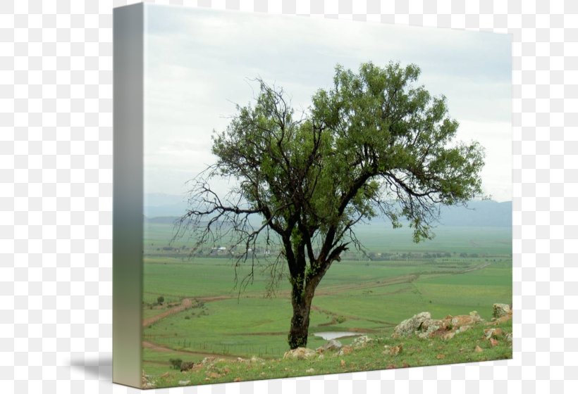 Encino Oak Tree Imagekind Art, PNG, 650x560px, Encino, Art, Branch, Canvas, Ecosystem Download Free