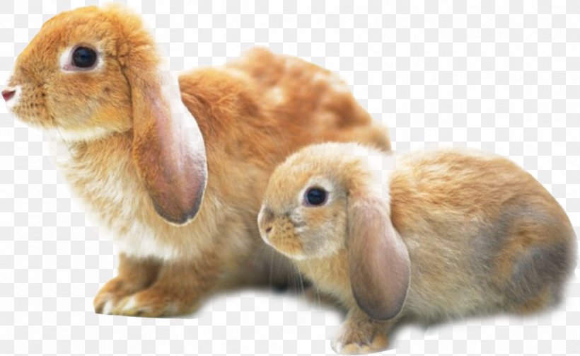 Holland Lop Angora Rabbit Harlequin Rabbit Rex Rabbit Cruelty-free, PNG, 831x510px, Holland Lop, Angora Rabbit, Animal, Animal Welfare, Cosmetics Download Free