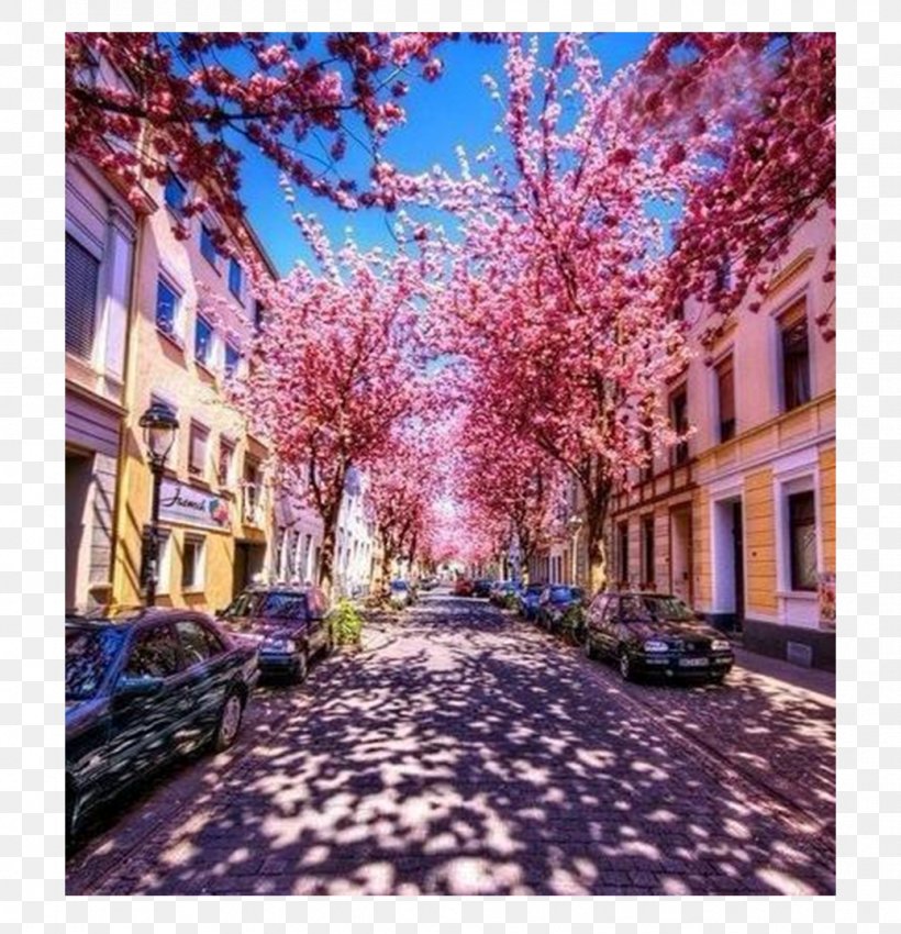 Bonn Cherry Blossom Road Kyoto, PNG, 1037x1075px, Bonn, Alley, Blossom, Branch, Cherry Download Free