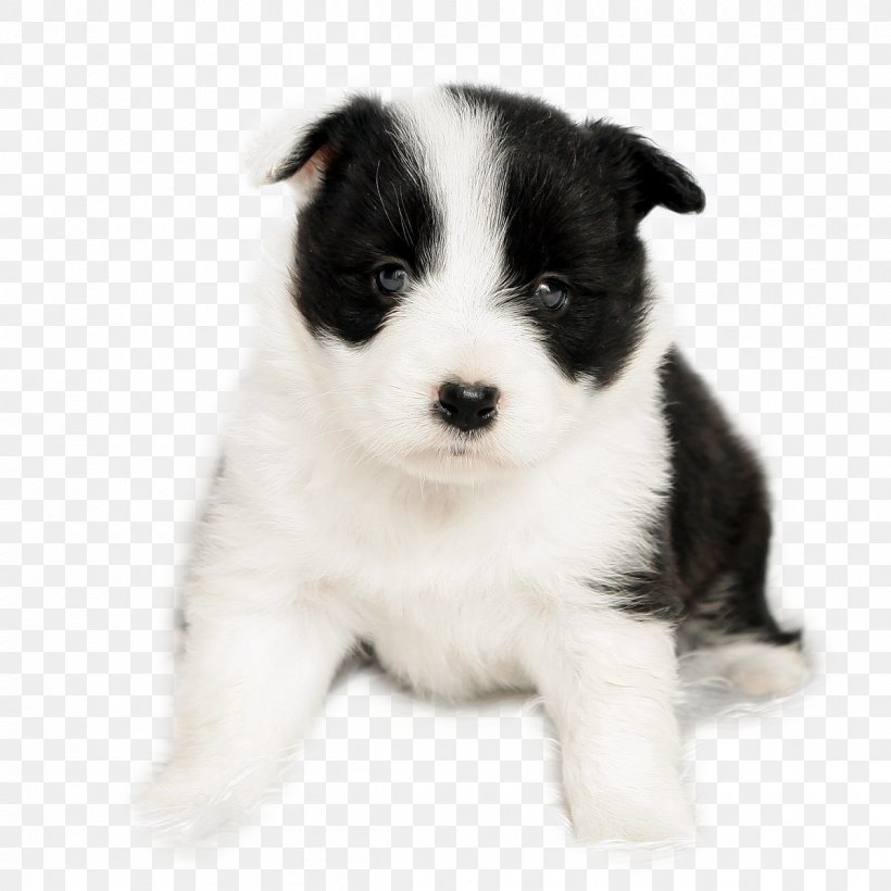 Border Collie Puppy Pet, PNG, 1200x1200px, Border Collie, Carnivoran, Collie, Companion Dog, Cuteness Download Free