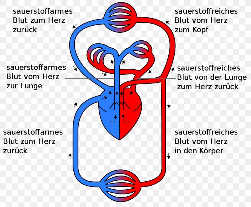 Circulatory System Pulmonary Circulation Heart Gas Exchange Anatomy, PNG, 1239x1024px, Watercolor, Cartoon, Flower, Frame, Heart Download Free