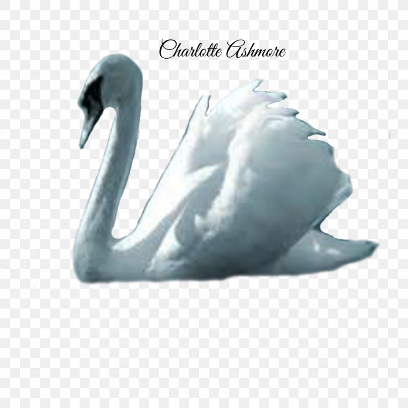Cygnini Bird Crane Duck Goose, PNG, 1024x1024px, Cygnini, Anatidae, Beak, Bird, Crane Download Free