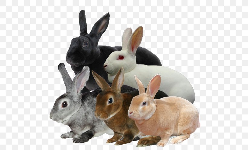 Domestic Rabbit Mini Rex Rex Rabbit Mini Lop Holland Lop, PNG, 509x498px, Domestic Rabbit, Animal, Breed, Breed Standard, British Rabbit Council Download Free
