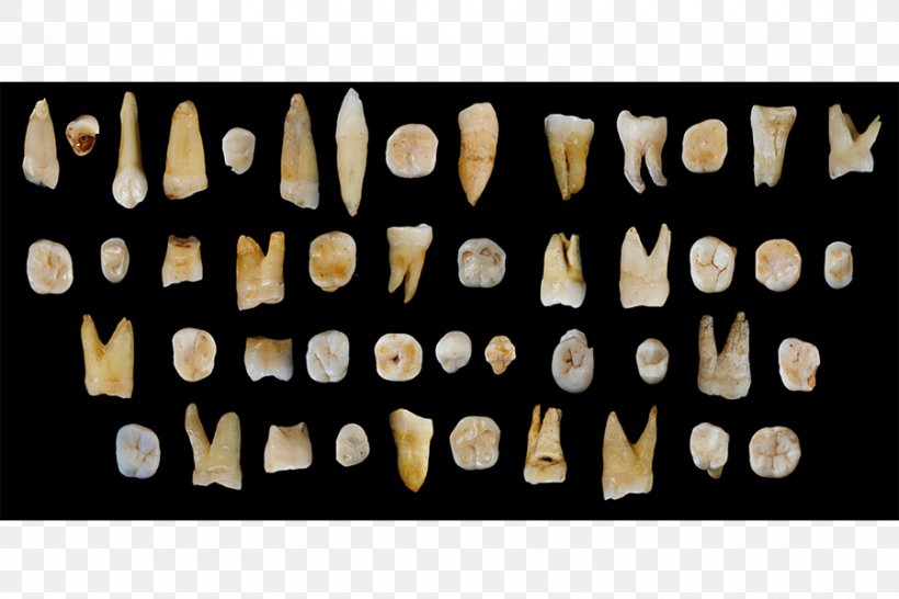 Early Human Migrations Fuyan Cave Human Tooth Human Evolution Recent African Origin Of Modern Humans, PNG, 900x600px, Early Human Migrations, Anatomically Modern Human, Canine Tooth, China, Fossil Download Free