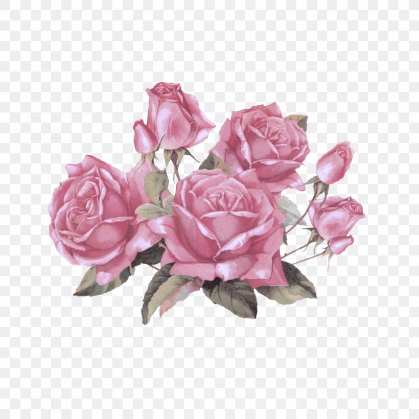 Garden Roses, PNG, 2896x2896px, Pink, Cut Flowers, Flower, Garden Roses, Petal Download Free