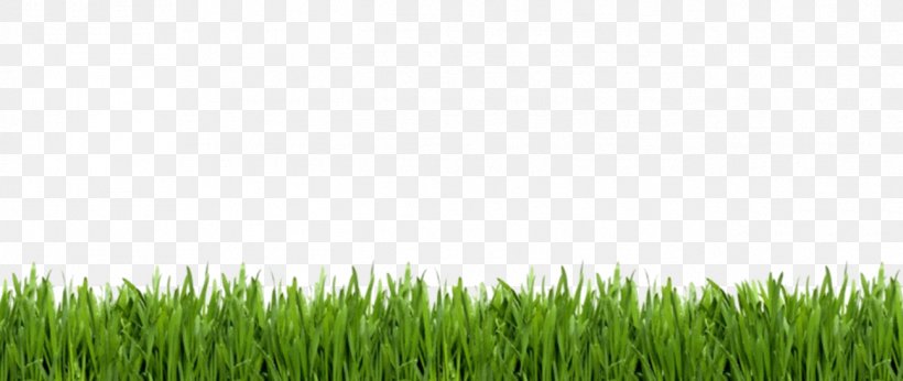 Lawn Royalty-free Stock Photography Artificial Turf, PNG, 1295x548px, Lawn, Animation, Artificial Turf, Commodity, Crop Download Free