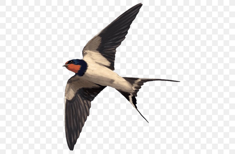 Barn Swallow Pharmaceutical Drug Animal Beak, PNG, 768x536px, Swallow, Animal, Barn Swallow, Beak, Bird Download Free