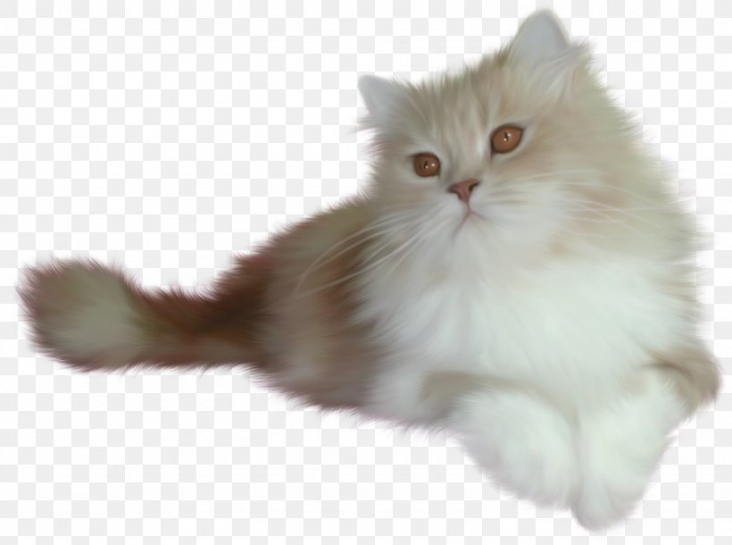 Cat Kitten Animation, PNG, 1434x1067px, Cat, Animation, Asian Semi Longhair, Breed, British Semi Longhair Download Free