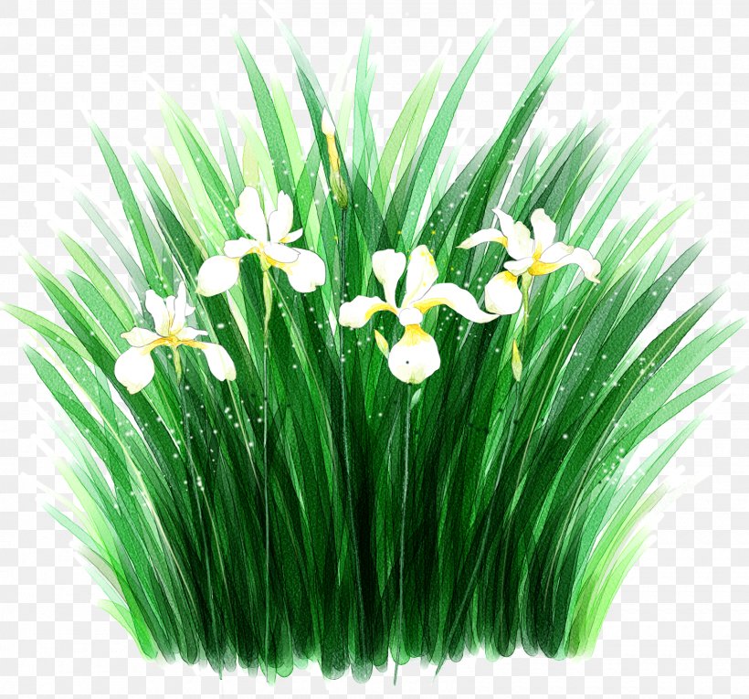 Flower Desktop Wallpaper Irises Clip Art, PNG, 1600x1494px, Flower, Flowering Plant, Galanthus, Grass, Grass Family Download Free