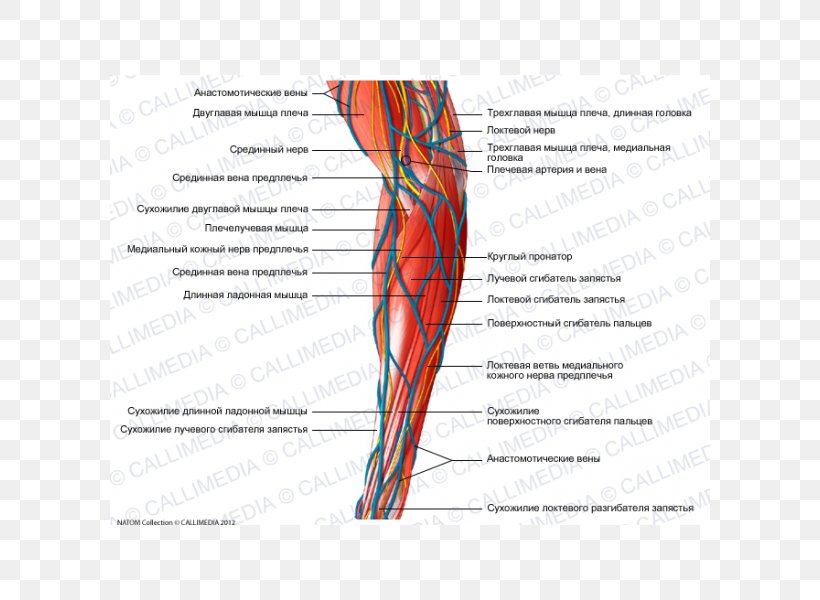 Hand Medial Cutaneous Nerve Of Forearm Muscle Medial Cutaneous Nerve Of Forearm, PNG, 600x600px, Watercolor, Cartoon, Flower, Frame, Heart Download Free