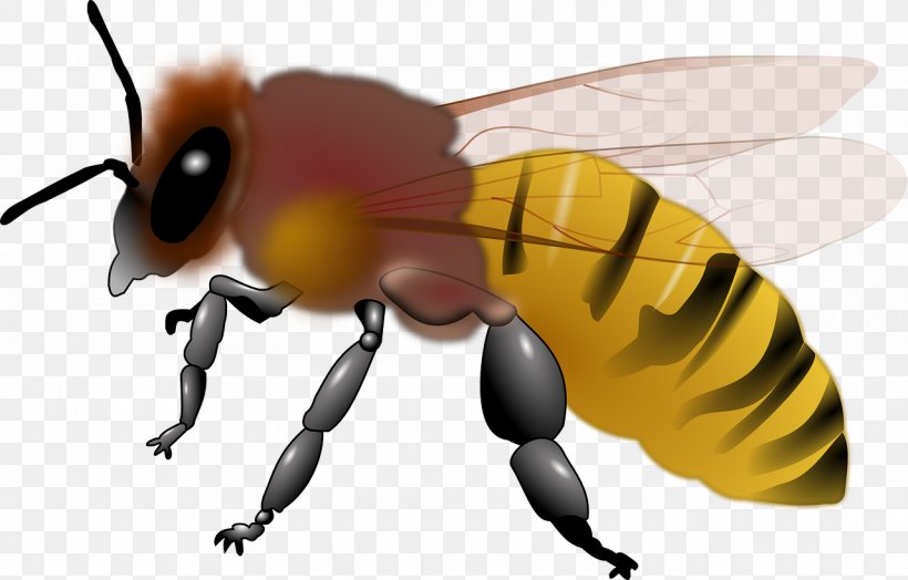 Honey Bee Maya Clip Art, PNG, 1280x818px, Bee, Arthropod, Bee Free Honee, Beehive, Bumblebee Download Free