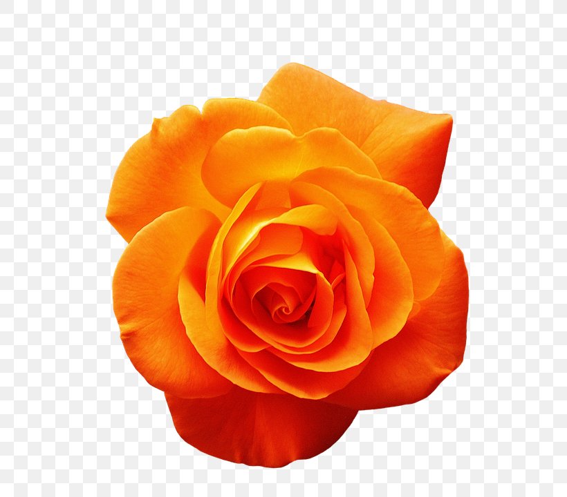 Orange Flower Yellow Red Garden Roses, PNG, 660x720px, Orange, Blue, Cabbage Rose, Close Up, Color Download Free
