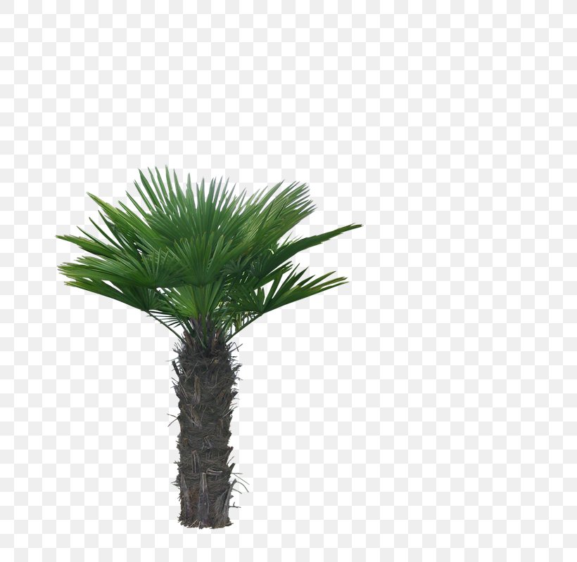 Asian Palmyra Palm Arecaceae Coconut Tree, PNG, 686x800px, Asian Palmyra Palm, Arecaceae, Arecales, Borassus Flabellifer, Coconut Download Free