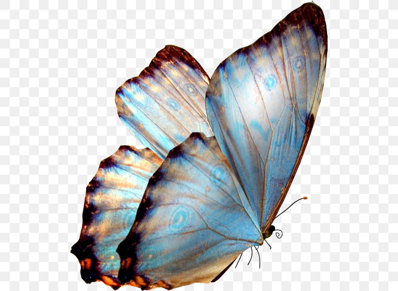 Butterfly Clip Art, PNG, 531x600px, Butterfly, Arthropod, Birdwing, Brush Footed Butterfly, Butterflies And Moths Download Free