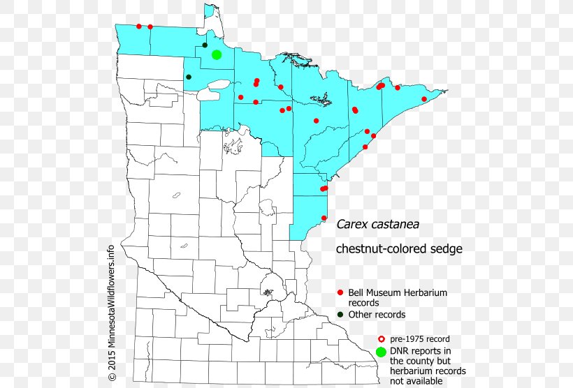 Carex Stipata Tussock Sedge Minnesota Map Celebrity, PNG, 522x556px, Minnesota, Area, Celebrity, Diagram, Flora Download Free