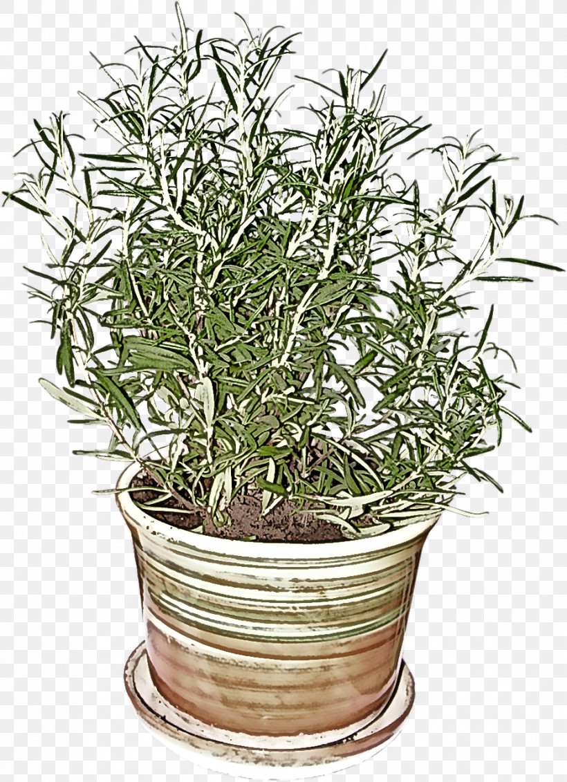 Rosemary, PNG, 928x1280px, Flowerpot, Flower, Grass, Herb, Houseplant Download Free
