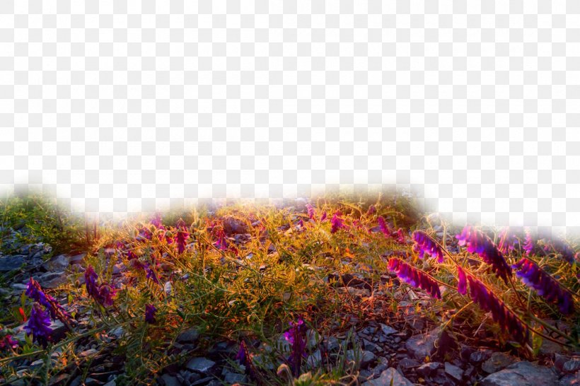 Sunset Landscape Sky Sunrise, PNG, 1100x733px, Sunset, Cloud, Flora, Flower, Fototapeta Download Free