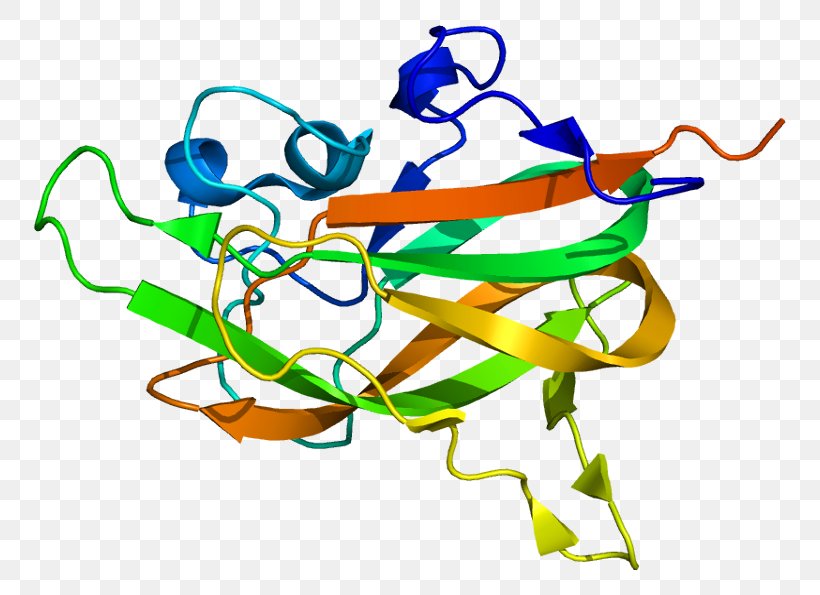 Neuropilin 1 Receptor Semaphorin Vascular Endothelial Growth Factor, PNG, 802x595px, Neuropilin 1, Area, Artwork, Gene, Mechanics Download Free