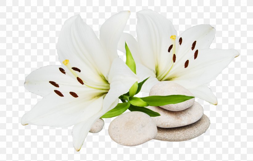 Cut Flowers Petal Lily M, PNG, 2362x1508px, Cut Flowers, Flower, Flowering Plant, Lily, Lily M Download Free