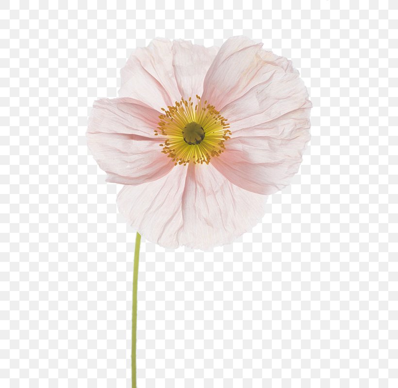 Flower Floral Design Photography Poppy Photographer, PNG, 534x800px, Flower, Art, Cut Flowers, Daisy Family, Fineart Photography Download Free