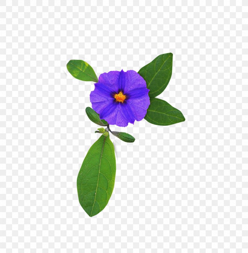 Flower Purple Violet, PNG, 1256x1280px, Flower, Color, Flowering Plant, Image Resolution, Lilac Download Free