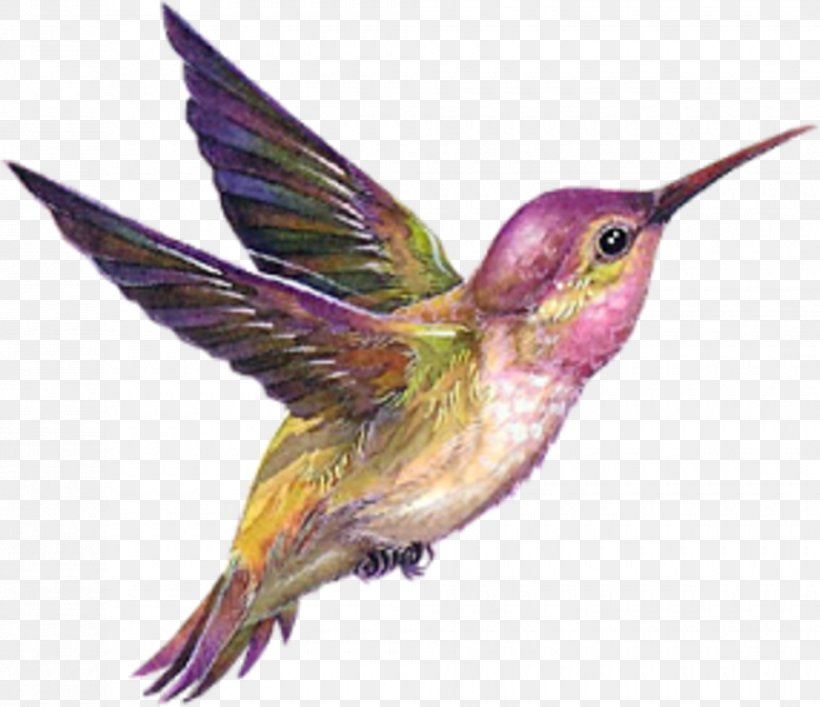 Hummingbird Drawing, PNG, 980x846px, Hummingbird, Animation, Beak, Bird, Drawing Download Free