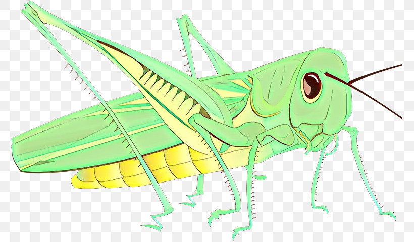 Insect Grasshopper Oecanthidae Cricket-like Insect Locust, PNG, 775x480px, Insect, Cricket, Cricketlike Insect, Grasshopper, Locust Download Free
