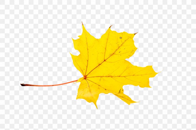 Maple Leaf Autumn Leaf Color, PNG, 1280x853px, Leaf, Autumn, Autumn Leaf Color, Color, Image Resolution Download Free