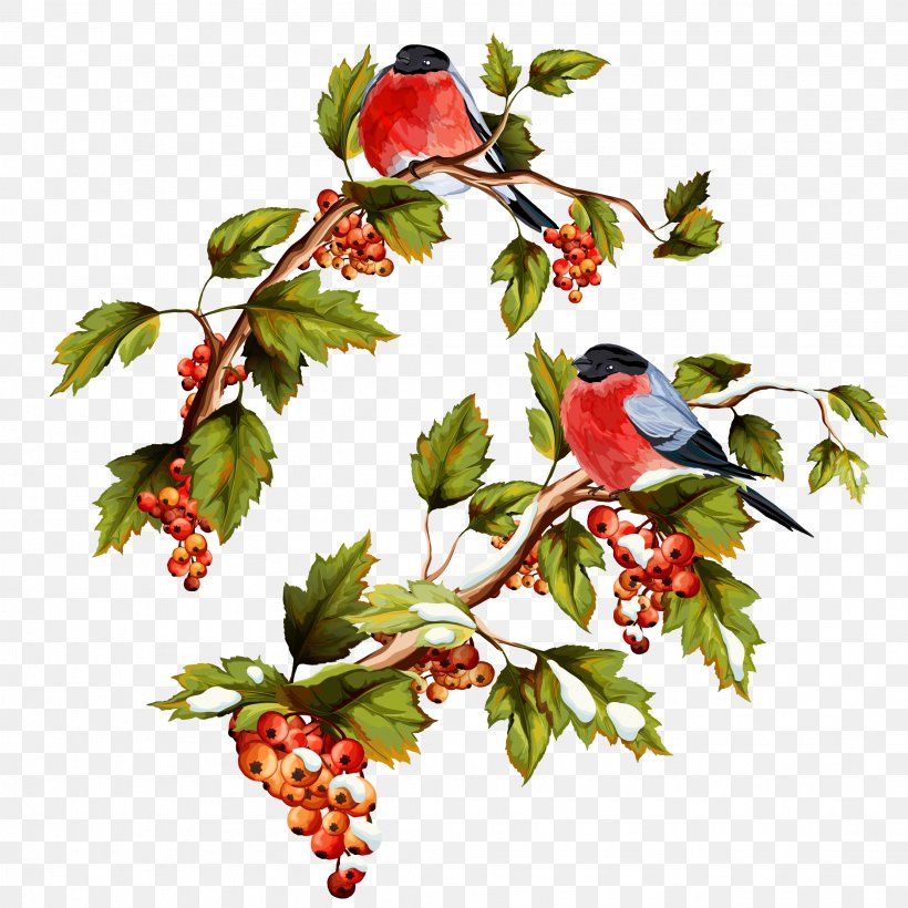 Royalty-free Shutterstock Illustration, PNG, 2222x2222px, Bird, Berry, Branch, Bullfinch, Floral Design Download Free