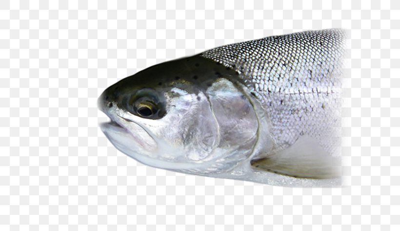 Sardine Fisheries Science Fishery Fish Products, PNG, 631x473px, Sardine, Barramundi, Barreleye, Bass, Bonito Download Free