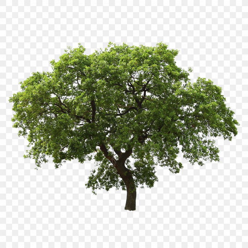 Tree Oak Clip Art, PNG, 1100x1100px, Tree, Architectural Rendering, Branch, Giant Sequoia, Norway Maple Download Free