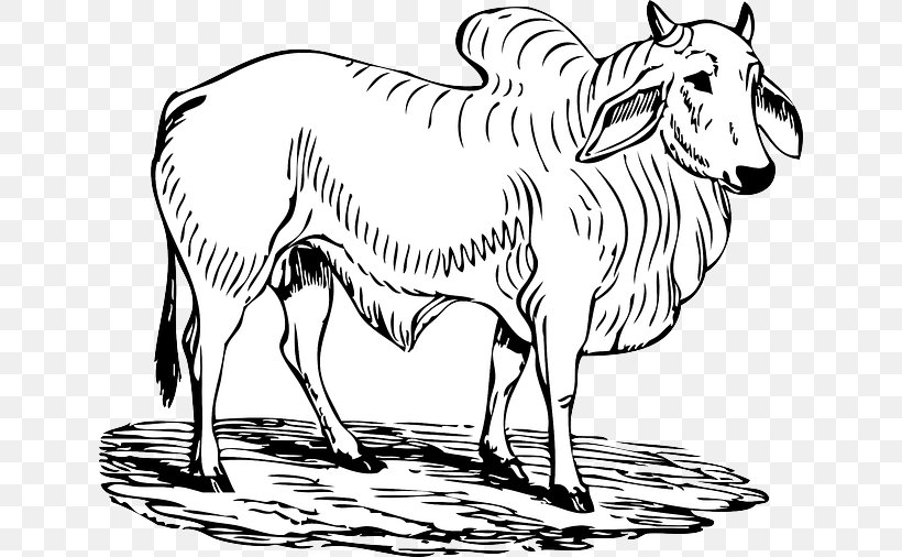Brahman Cattle Hereford Cattle Charging Bull Angus Cattle Clip Art, PNG, 640x506px, Brahman Cattle, Angus Cattle, Animal Figure, Artwork, Black And White Download Free